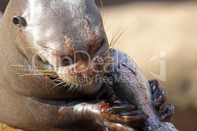 Giant Otter