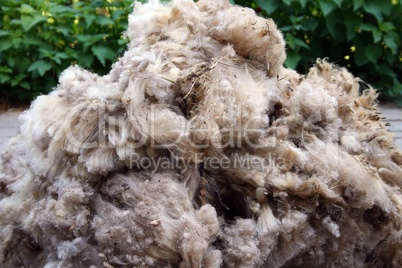 Raw wool background