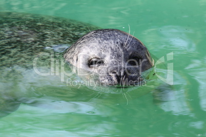 Harbor seal