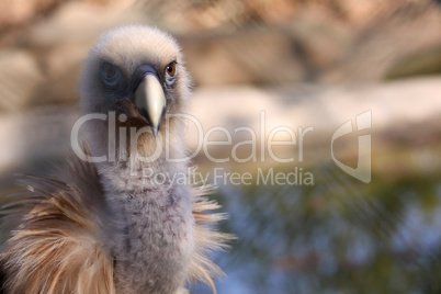 griffon vulture