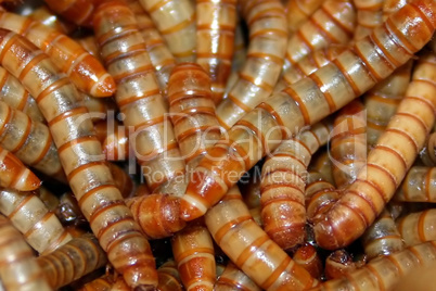 mealworms