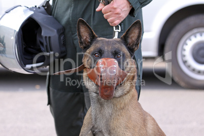 Police-dog