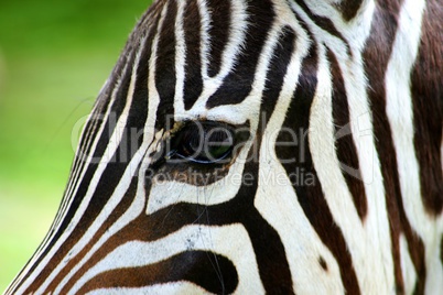 zebra portrait