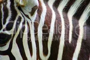 zebra portrait