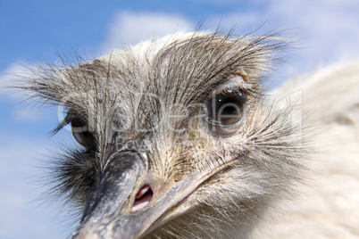 funny looking common rhea