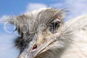 funny looking common rhea