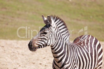 one zebra