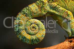 chameleon tail