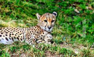 Gepard