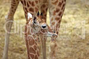 Giraffe mit Kalb