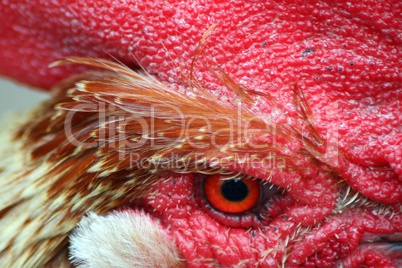 Red Chicken Head Close-Up