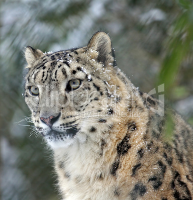 snow leopard's portrait