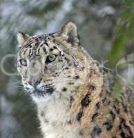 snow leopard's portrait
