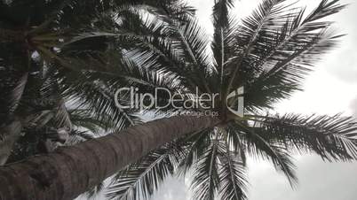 Panning shot of palm trees