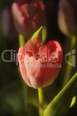 Tulpe