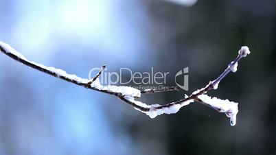 Snow frosting on the tree branch
