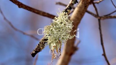 Lichens found on a tree branch