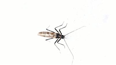 A mosquito standing on a white wall