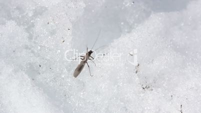 An insect is crawling on the snow