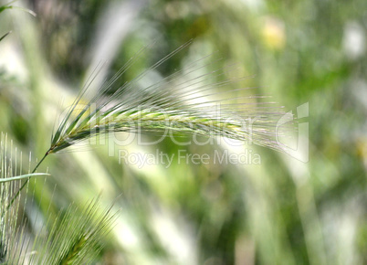 An ear of wheat lonely