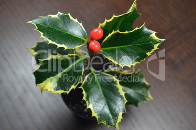 Holly bush with red berries