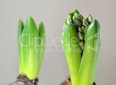 Hyacinths grow buds