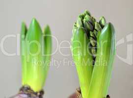 Hyacinths grow buds