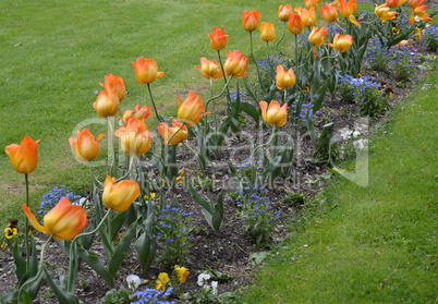 Way of tulips in bloom in spring