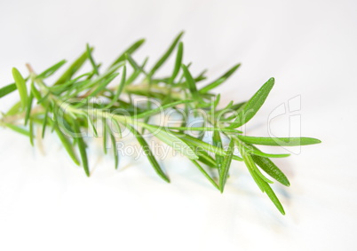 Sprig of thyme on white background