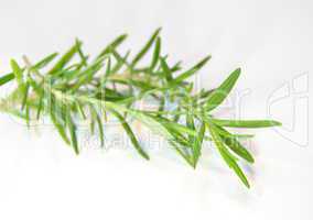Sprig of thyme on white background