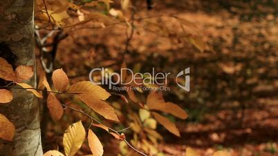 close up leaves in golden autumn season 4