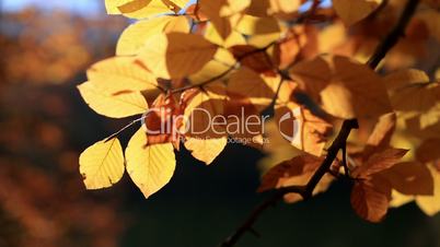 close up leaves in golden autumn season