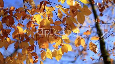 close up leaves in golden autumn season 3
