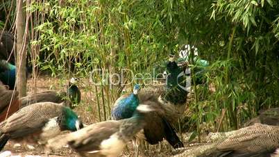 beautiful peacocks feeding