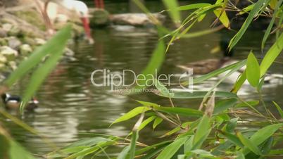 ducks swimming in pond