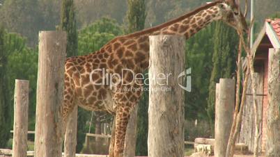 one beautiful giraffe