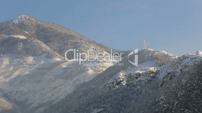 pine forest in winter