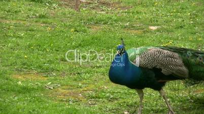 Beautiful peacocks feeding