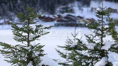 pine tree and background winter house