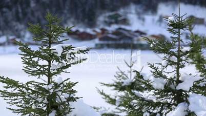 pine tree and background winter house