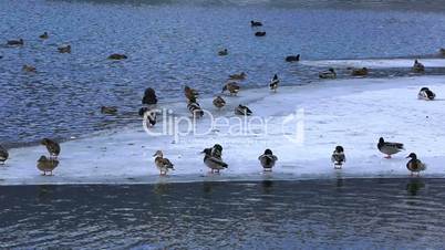 geese and ducks swimming frozen lake