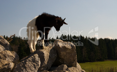 Ziege, Zieglein, zicklein, klein, Baby, Schaf, Berg, Felsen, Gebirge, Sommer, Tier, Säugetier, schwarz, weiß, klein, allein, einzeln, geißlein, niedlich, streichelzoo, gehege, tierlieb, zutraulich, Horn, Hörner, national park, Zoo, Tierpark,