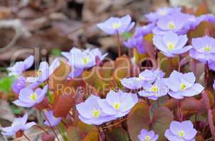 leberbluemchen - hepatica nobilis 02