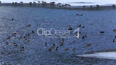 geese and ducks swimming frozen lake