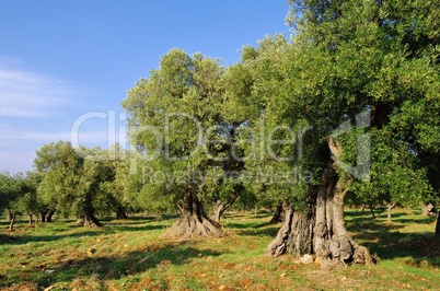 olivenhain - olive grove 41
