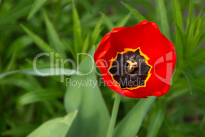 Tulpe, Blume, Garten, Rot, blühen, gelb, schwarz, grün, Beet, einzeln, eine, Tulpe, Blume, Garten, Rot, blühen, gelb, schwarz, grün, Beet, einzeln, eine,