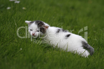 katzenbaby im gras