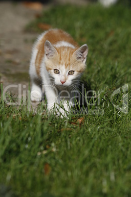 rot-weißes katzenbaby