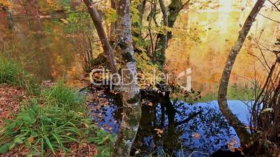 golden autumn season and reflection