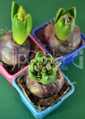 Hyacinths grow buds